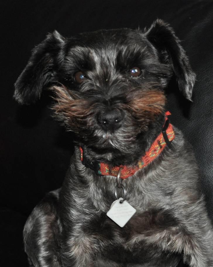 Blanding af racer Leica - sover billede 3