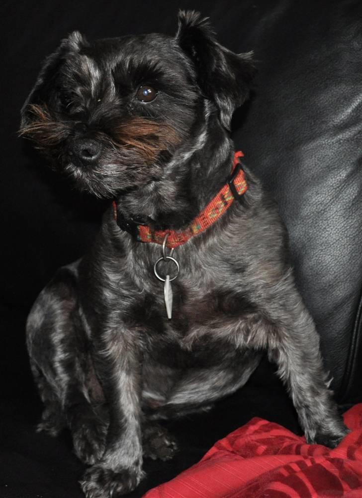 Blanding af racer Leica - der er en sovende hund billede 4