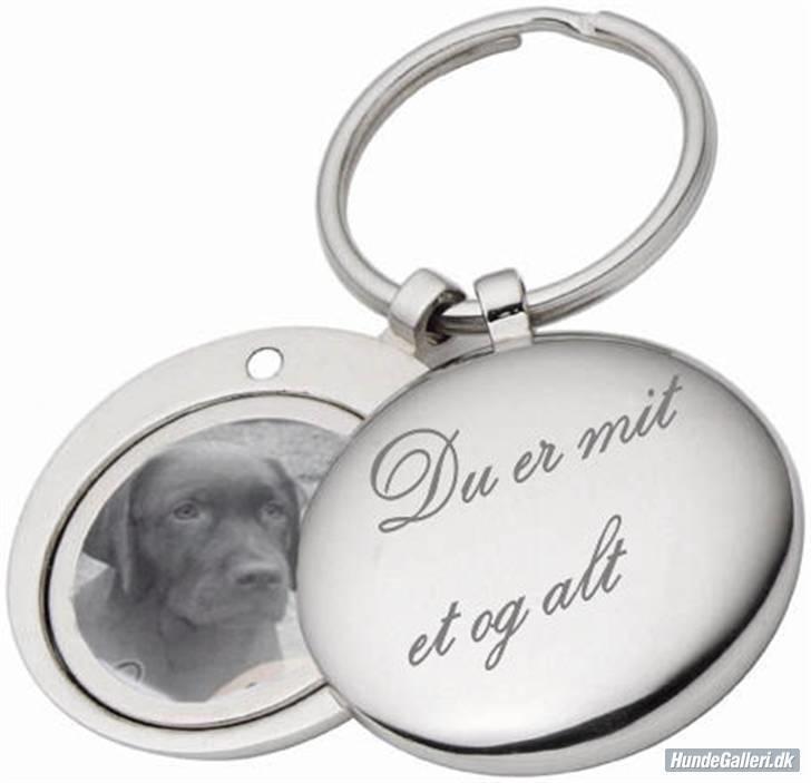 Labrador retriever Cocio billede 15