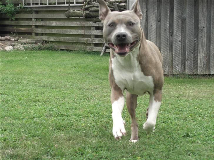 Amerikansk staffordshire terrier Kato billede 1