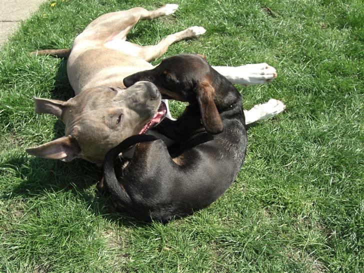 Amerikansk staffordshire terrier Kato billede 2