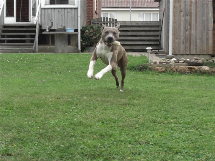 Amerikansk staffordshire terrier Kato billede 3