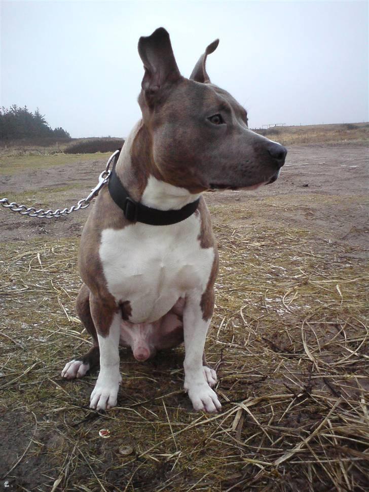 Amerikansk staffordshire terrier Kato billede 4