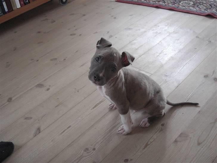 Amerikansk staffordshire terrier Kato billede 5