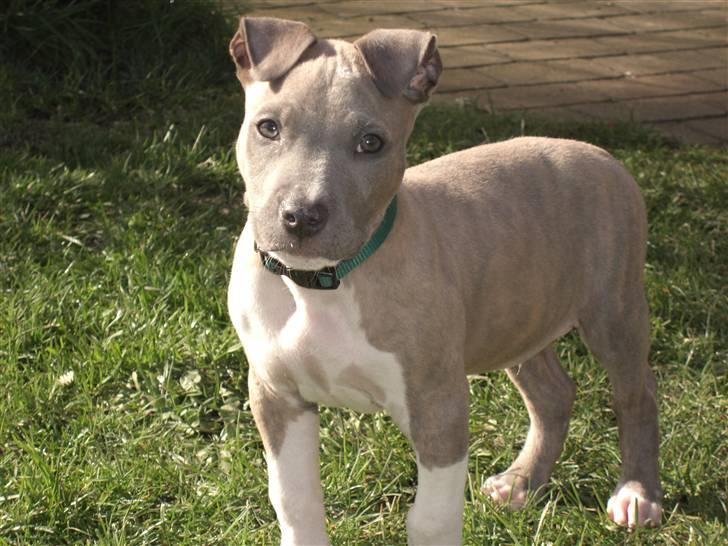 Amerikansk staffordshire terrier Kato billede 6