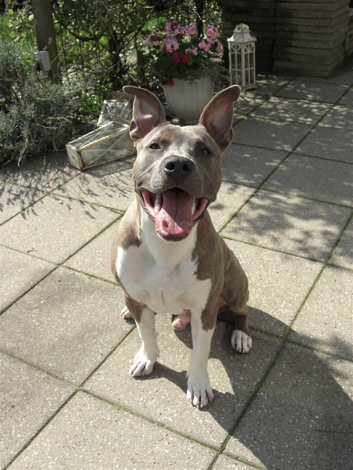 Amerikansk staffordshire terrier Kato billede 7