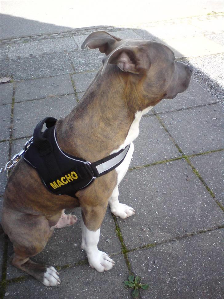 Amerikansk staffordshire terrier Kato billede 8