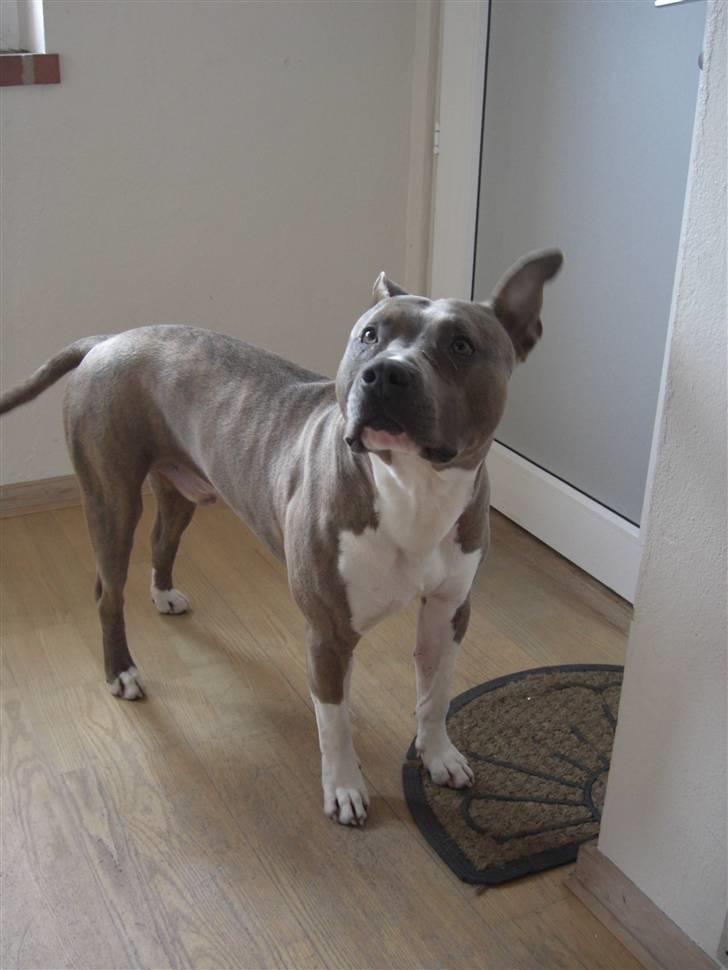 Amerikansk staffordshire terrier Kato billede 9