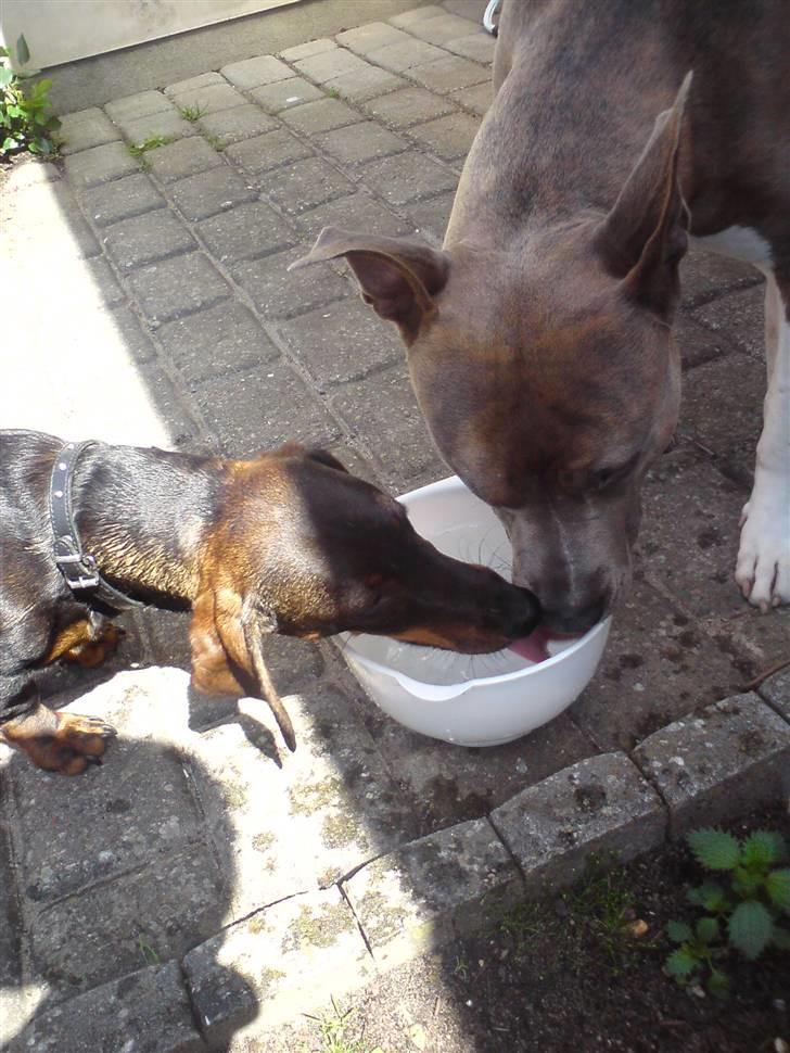 Amerikansk staffordshire terrier Kato billede 10