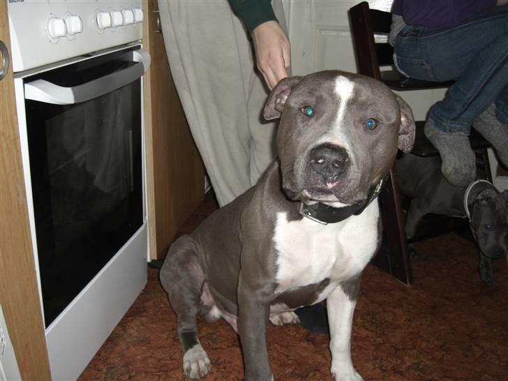 Amerikansk staffordshire terrier Kato - Min seje far billede 11