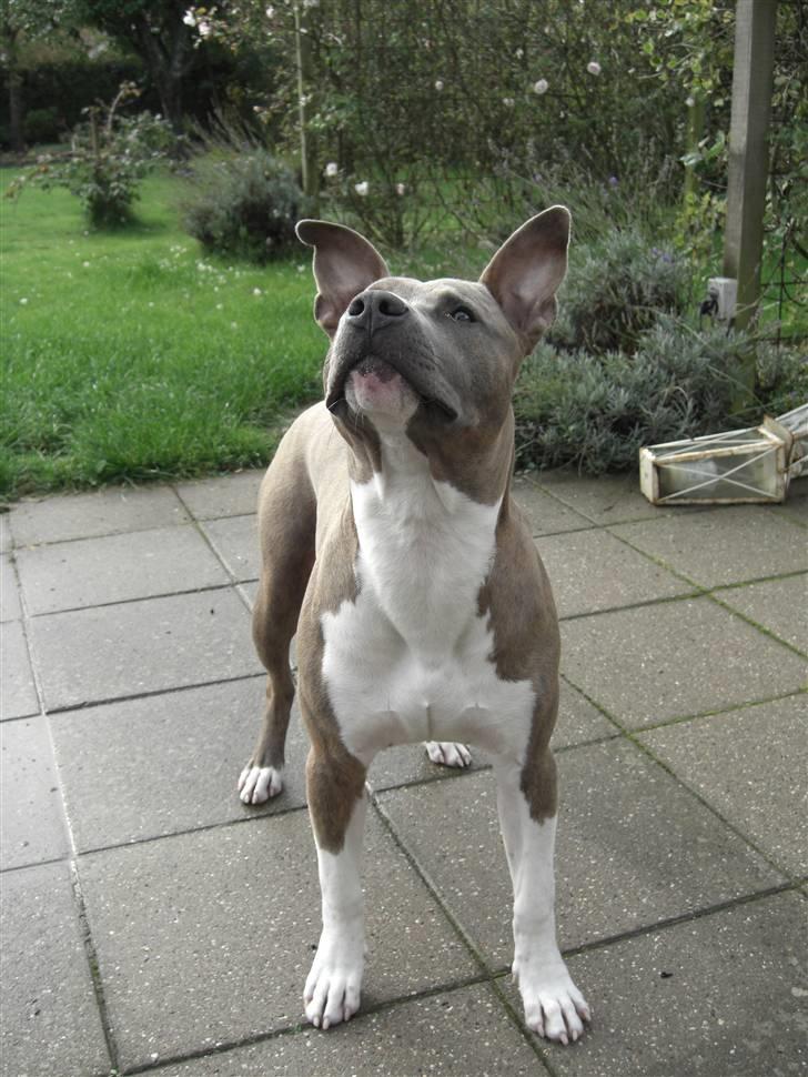 Amerikansk staffordshire terrier Kato billede 12
