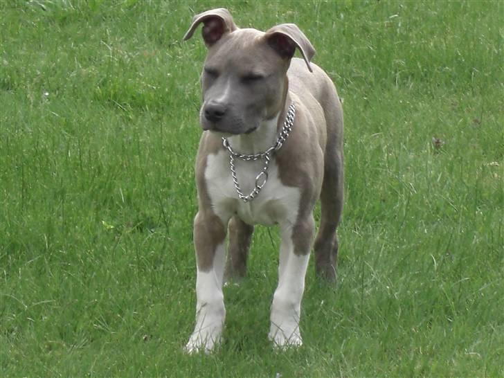 Amerikansk staffordshire terrier Kato billede 13