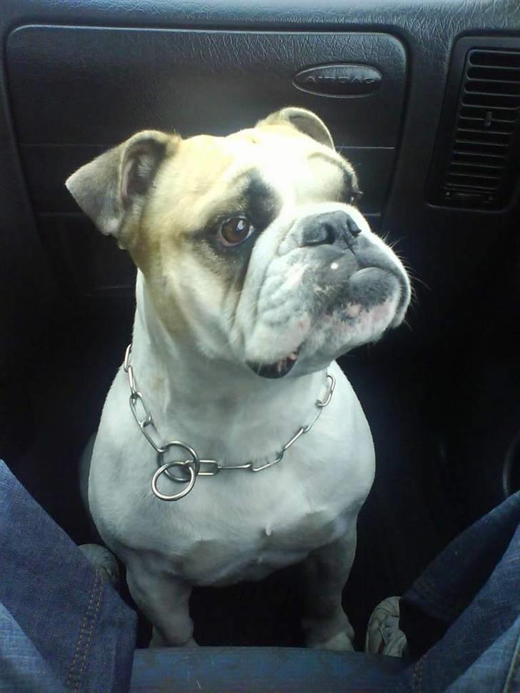 Engelsk bulldog INZO - sidder så pænt i bilen med Moar billede 17