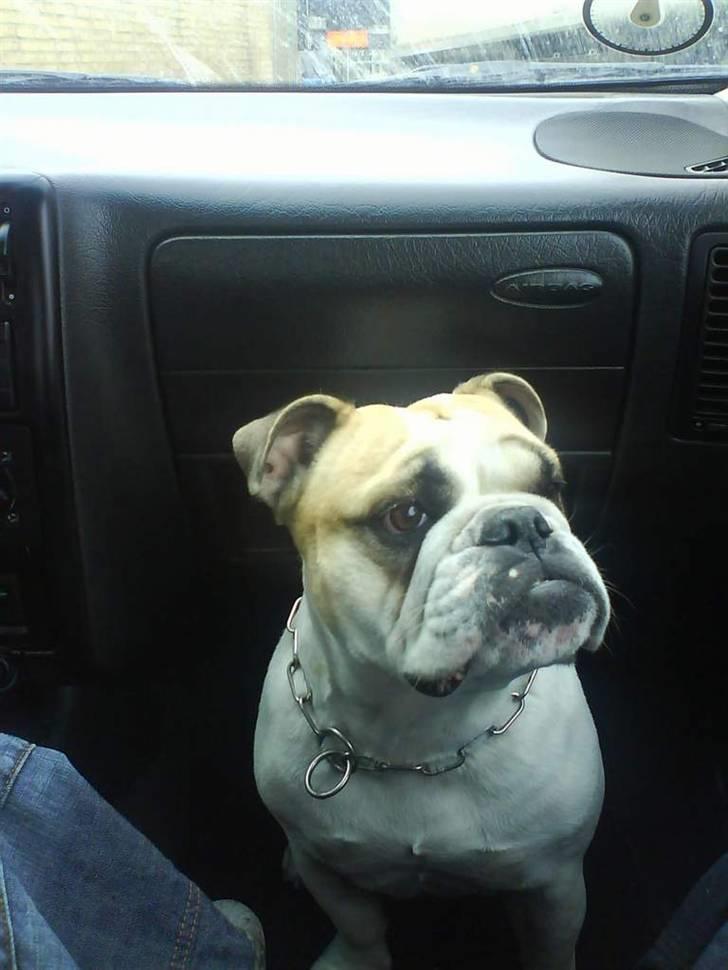 Engelsk bulldog INZO billede 18