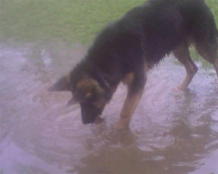 Schæferhund Frida billede 5