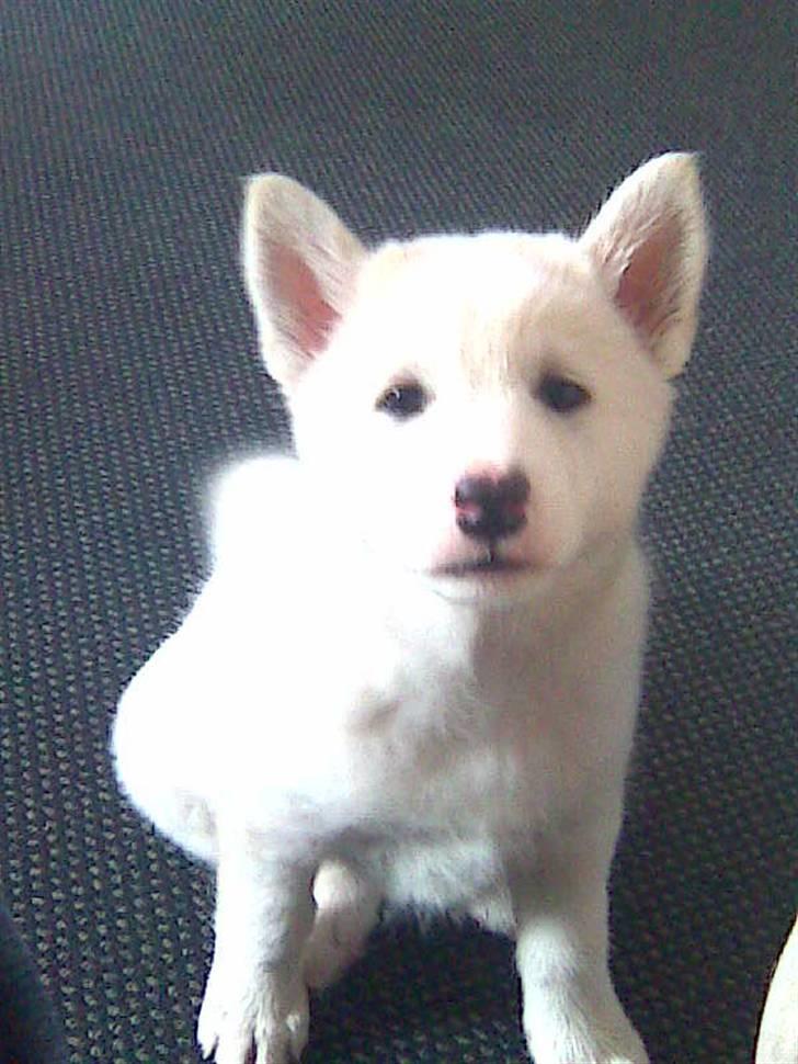 Blanding af racer Lajka - Kun 12 uger og allerede så sød.. billede 1