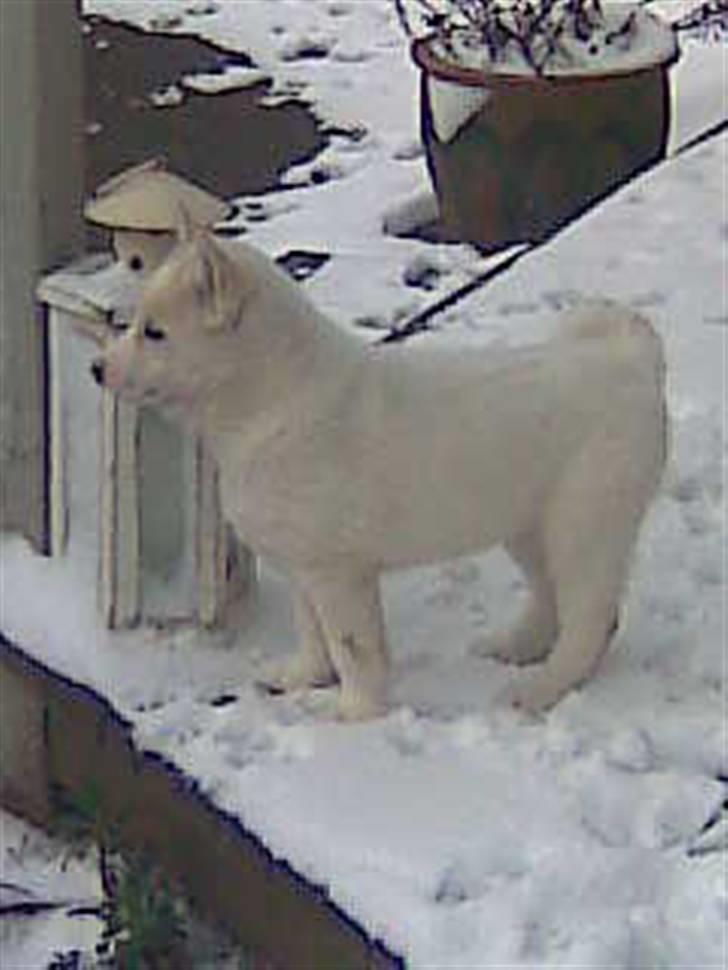 Blanding af racer Lajka - Det er mig den hvide..Øøhh... billede 2