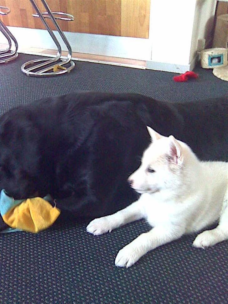 Blanding af racer Lajka - Hvornår må jeg få den..? billede 3