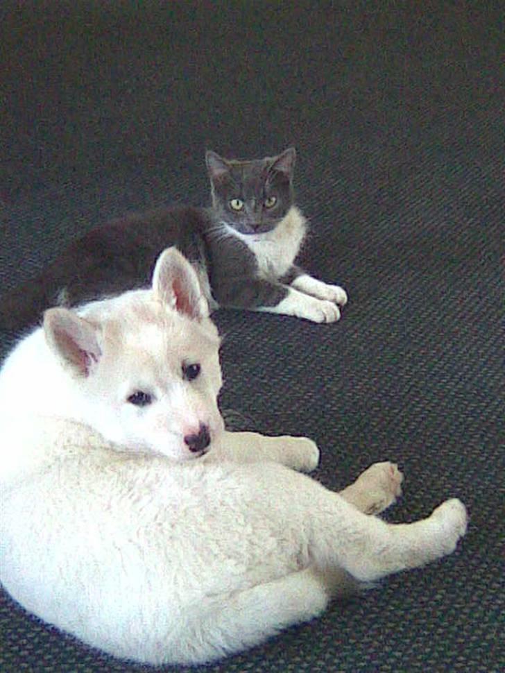 Blanding af racer Lajka - Intet bedre end at putte med katten billede 4