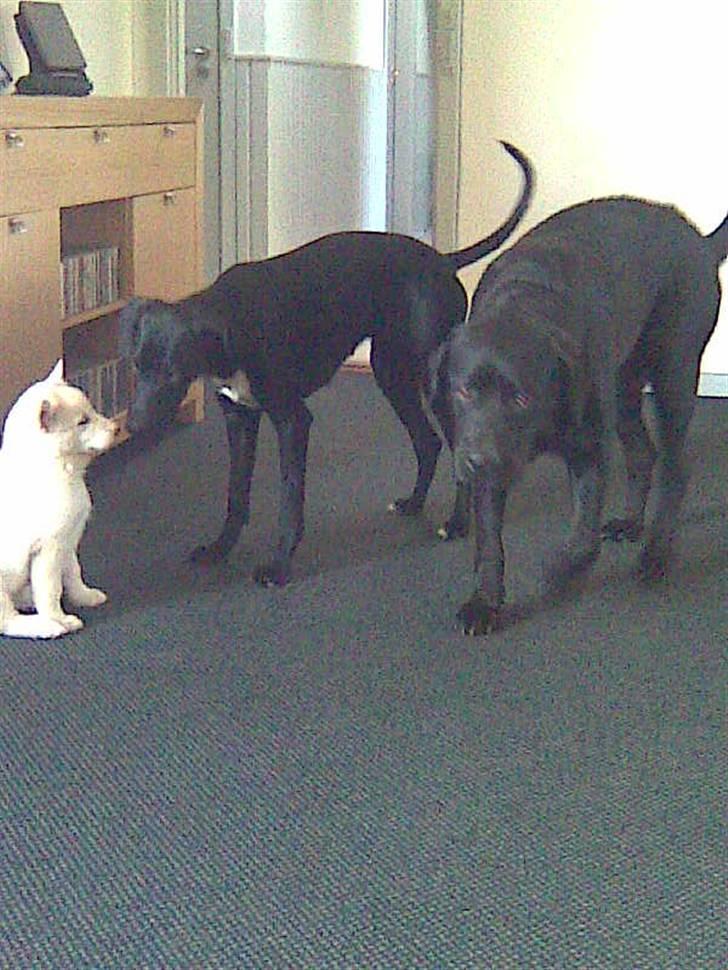 Blanding af racer Lajka - Hvor er jeg lille...Endnu billede 5