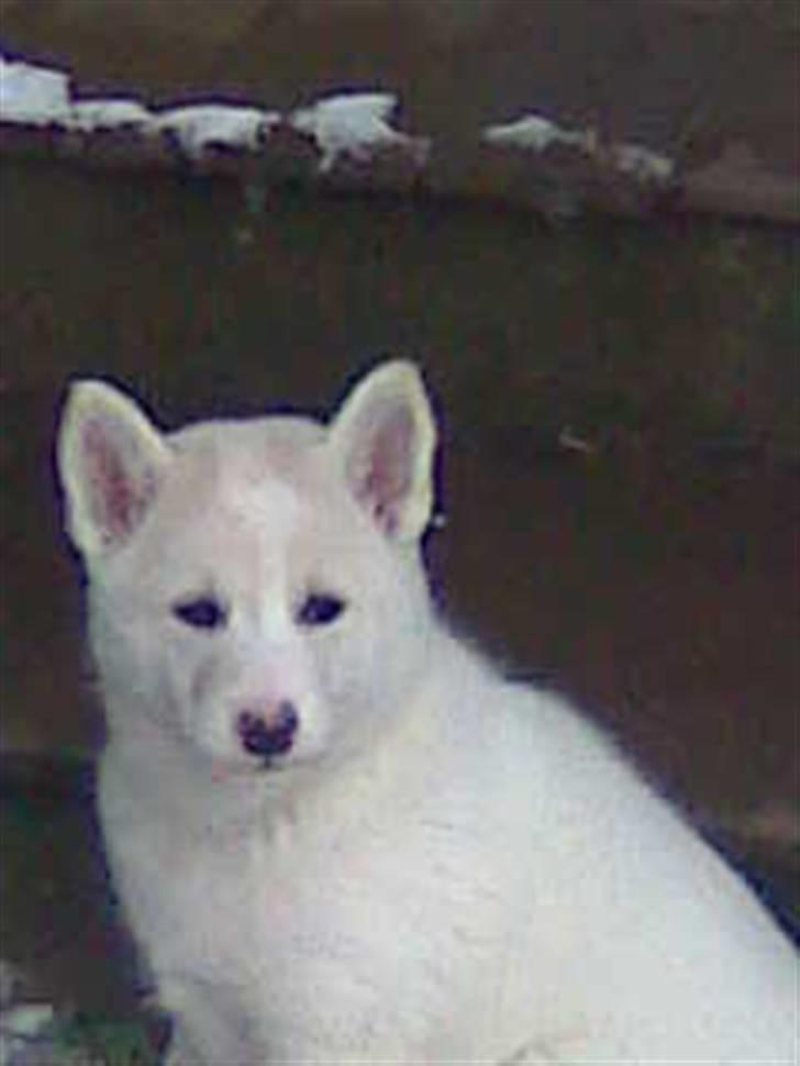 Blanding af racer Lajka - Fluffy fluffy billede 6