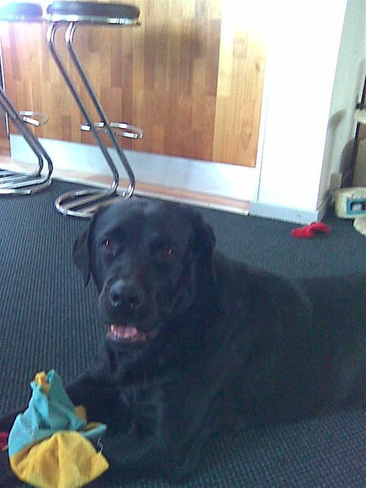 Blanding af racer Haja - Elsker bamser "uden" vat billede 6