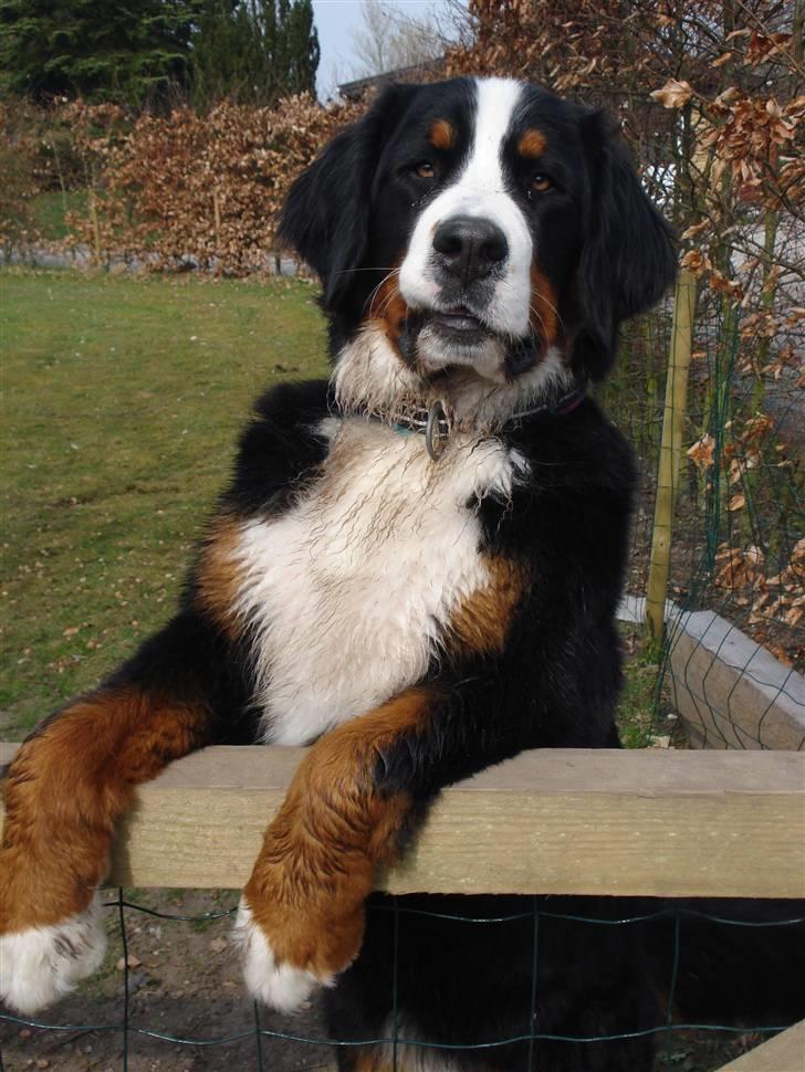 Berner sennenhund KAHLUA billede 6