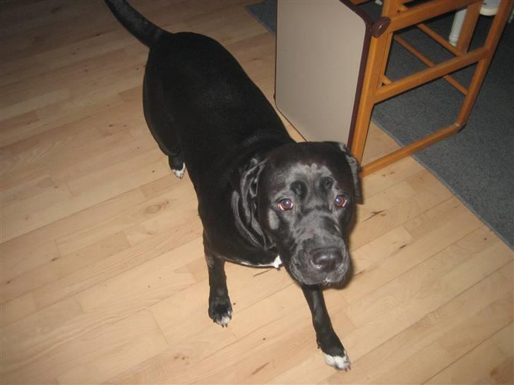 Blanding af racer Ronja billede 8