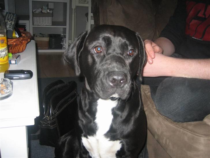 Blanding af racer Ronja billede 9