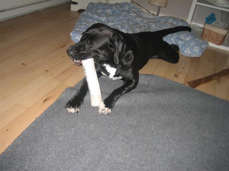 Blanding af racer Ronja billede 10