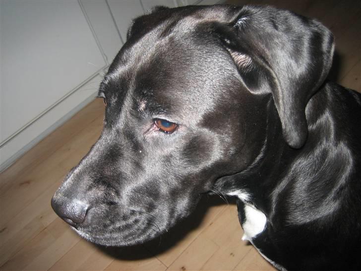 Blanding af racer Ronja billede 11