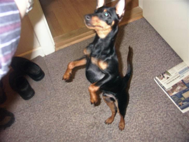 Dvaergpinscher Buster - giv dog et stykke billede 1