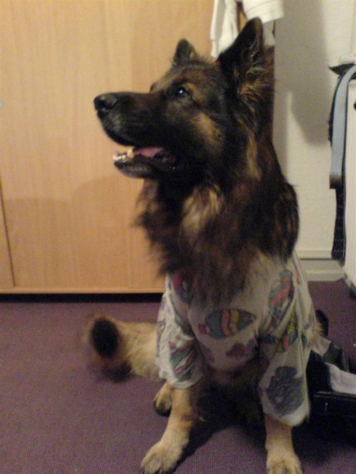 Schæferhund Tobilas Alfred R.I.P billede 7