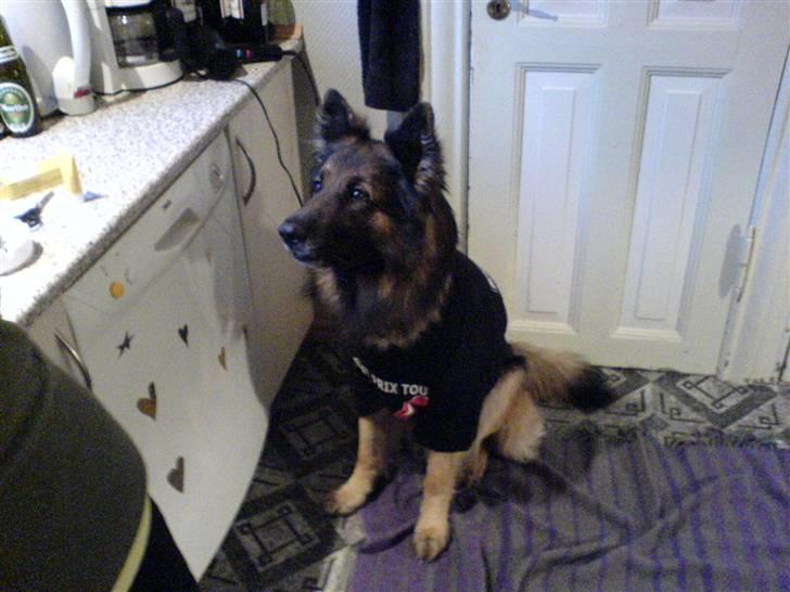 Schæferhund Tobilas Alfred R.I.P billede 8