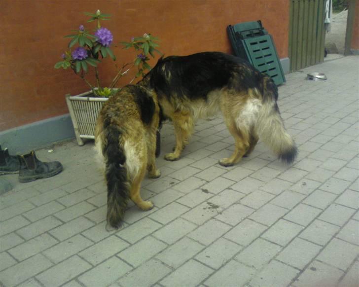 Schæferhund Tobilas Alfred R.I.P billede 9