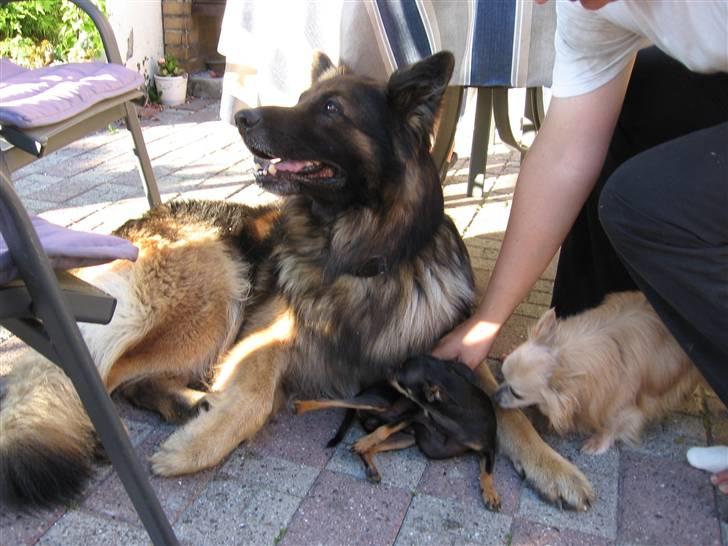 Schæferhund Tobilas Alfred R.I.P billede 10