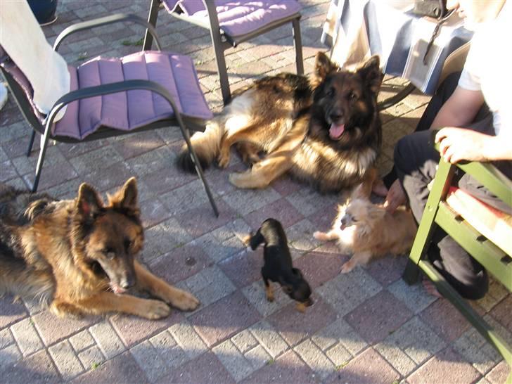 Schæferhund Tobilas Alfred R.I.P billede 11