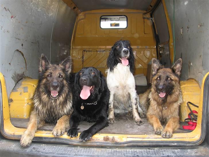 Schæferhund Tobilas Alfred R.I.P billede 12