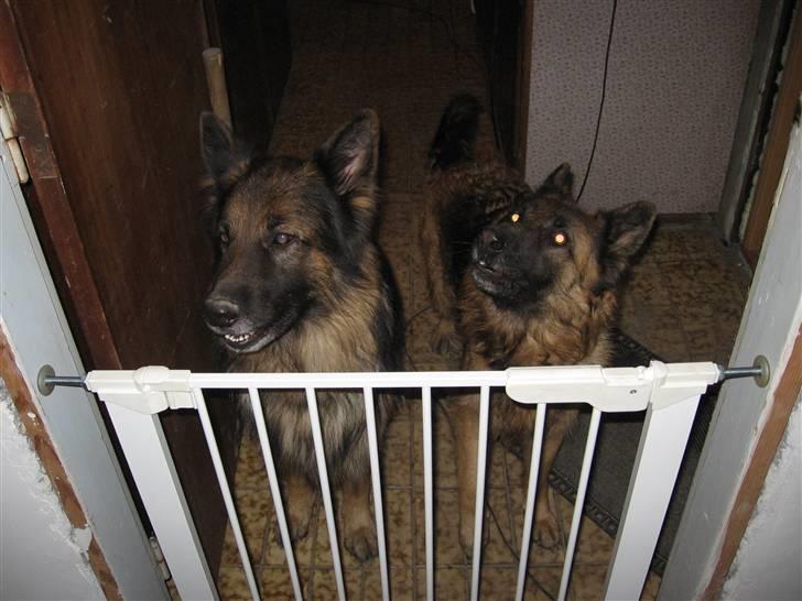 Schæferhund Tobilas Alfred R.I.P billede 13