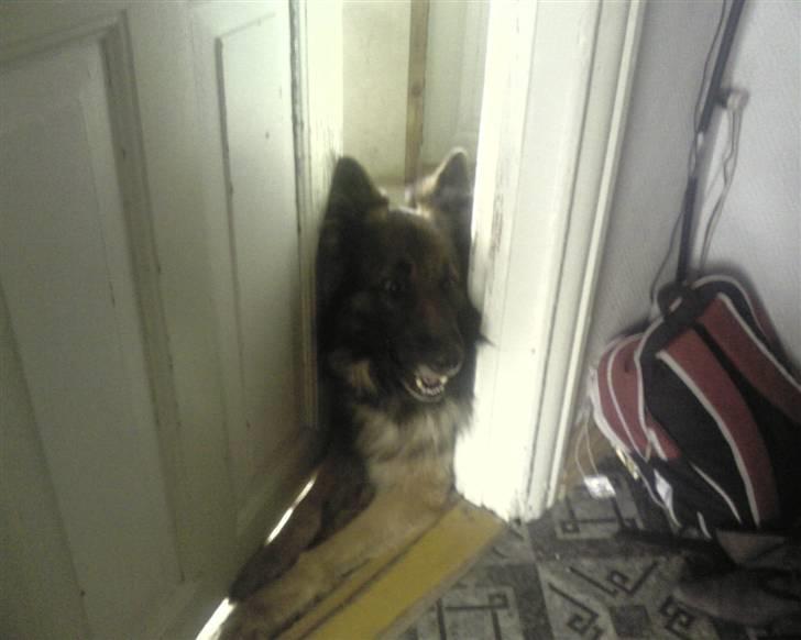 Schæferhund Tobilas Alfred R.I.P billede 14