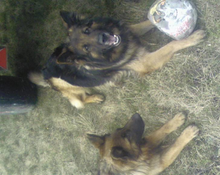 Schæferhund Tobilas Alfred R.I.P billede 15