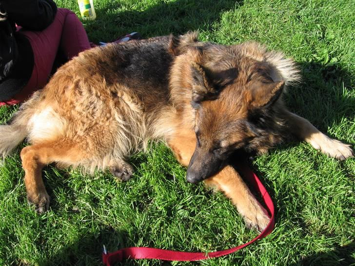 Schæferhund uptown ingeborg billede 8