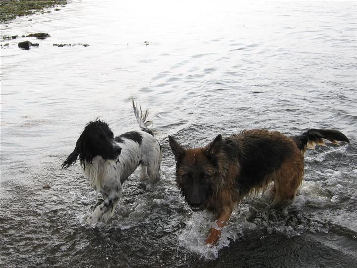 Schæferhund uptown ingeborg billede 10