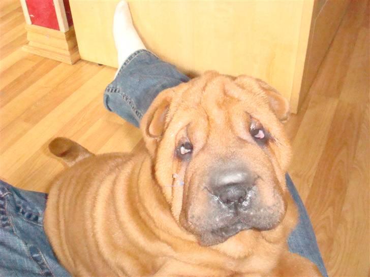 Shar pei Alma - Smukke Alma er endelig kommet hjem d. 25. april billede 2