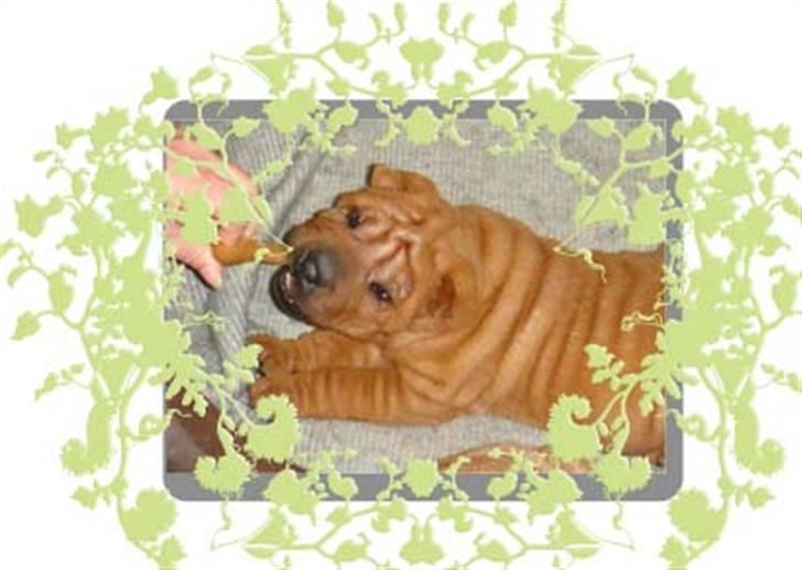 Shar pei Alma - her er lille Alma 1 måned og elleve dage gammel. Bedårende, ikk?? billede 3
