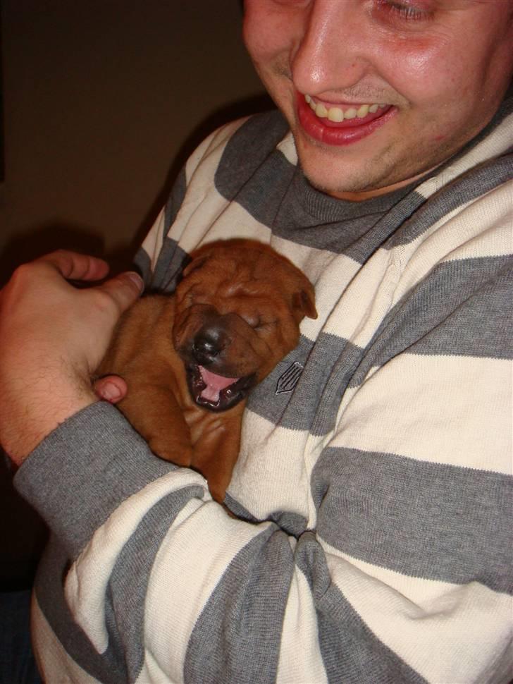Shar pei Alma - Første gang vi så lille dejlige Alma. 11 dage gammel billede 4
