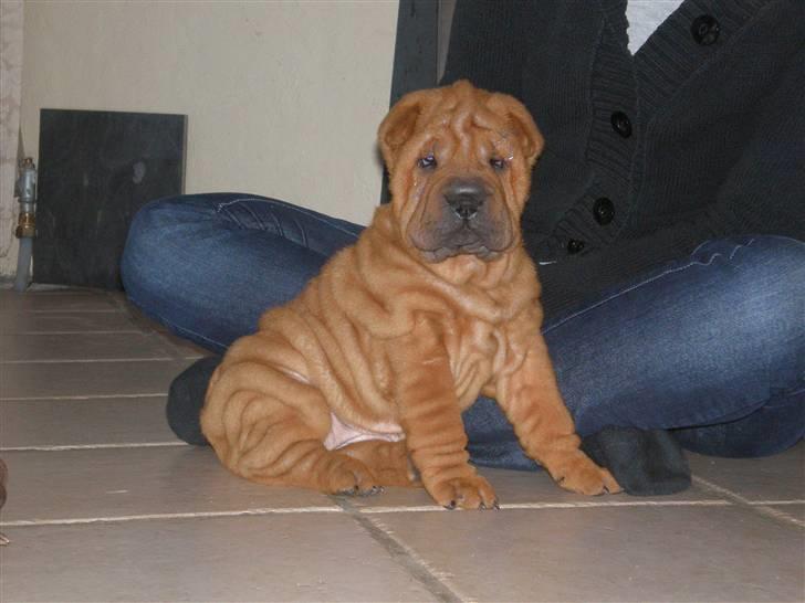 Shar pei Alma - alma, eller rynke...tihi... Næsten 8 uger  :) billede 6