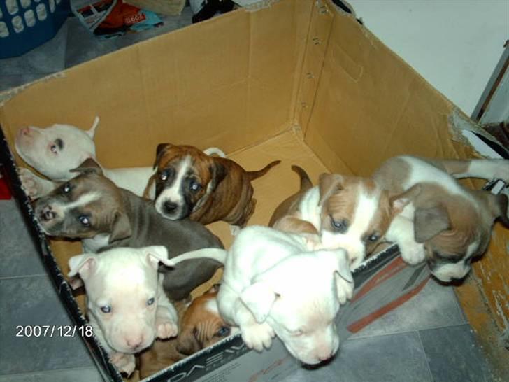 Blanding af racer Saya - Jaa, den lille prinsesse skiller sig ret meget ud, i forhold til sine søskende:-) billede 10