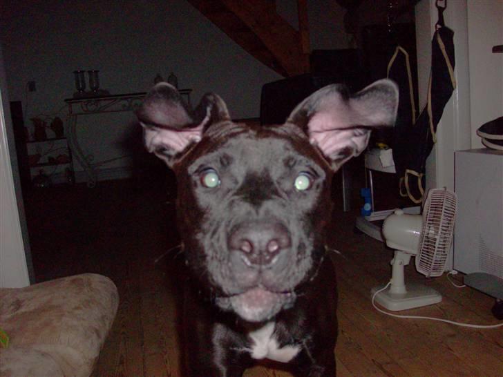 Amerikansk staffordshire terrier Jackie billede 4