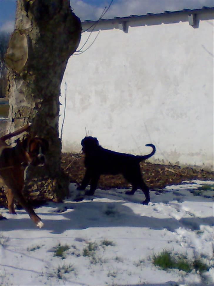 Riesenschnauzer Liva (ikk vores mere) billede 4